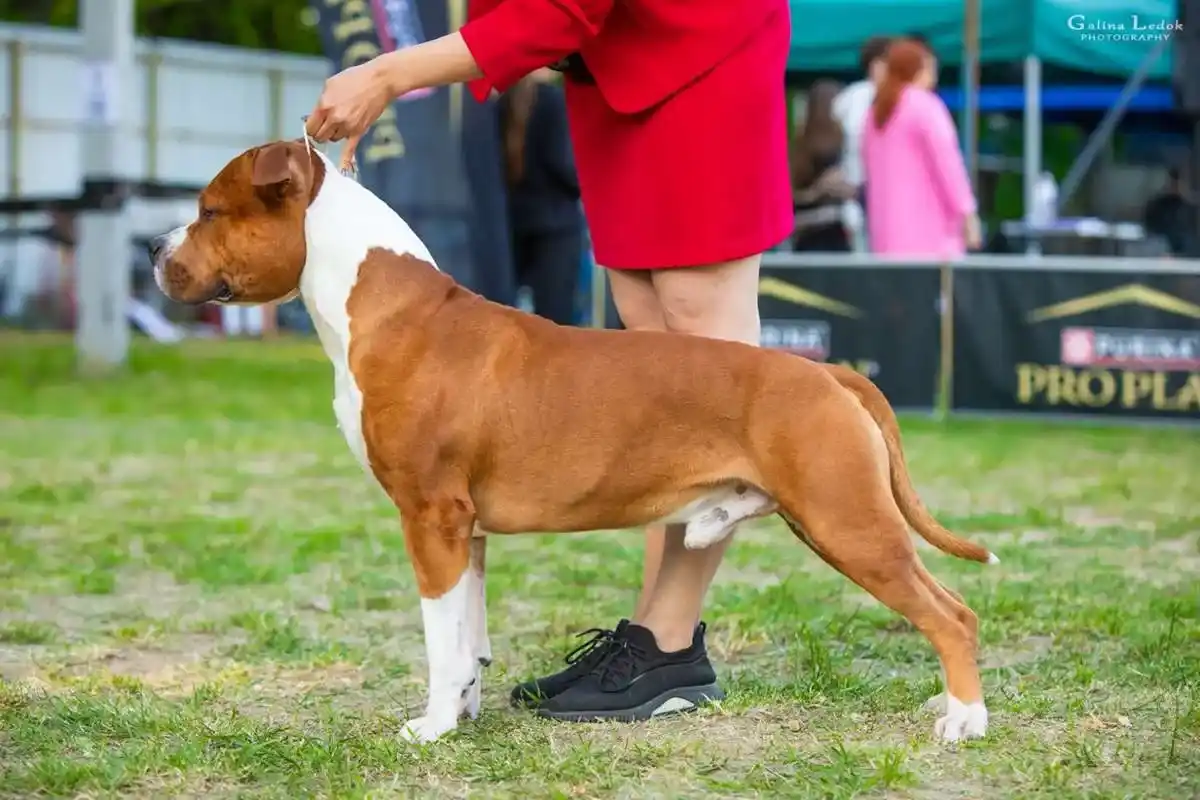 амстафф открыт для вязок осень 2025 фото 14