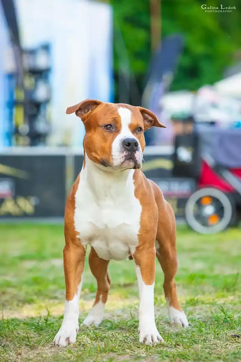 амстафф открыт для вязок осень 2025 фото 15