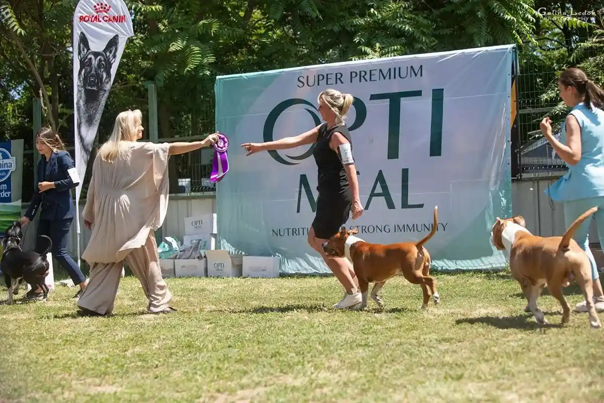 амстафф открыт для вязок осень 2025 фото 16