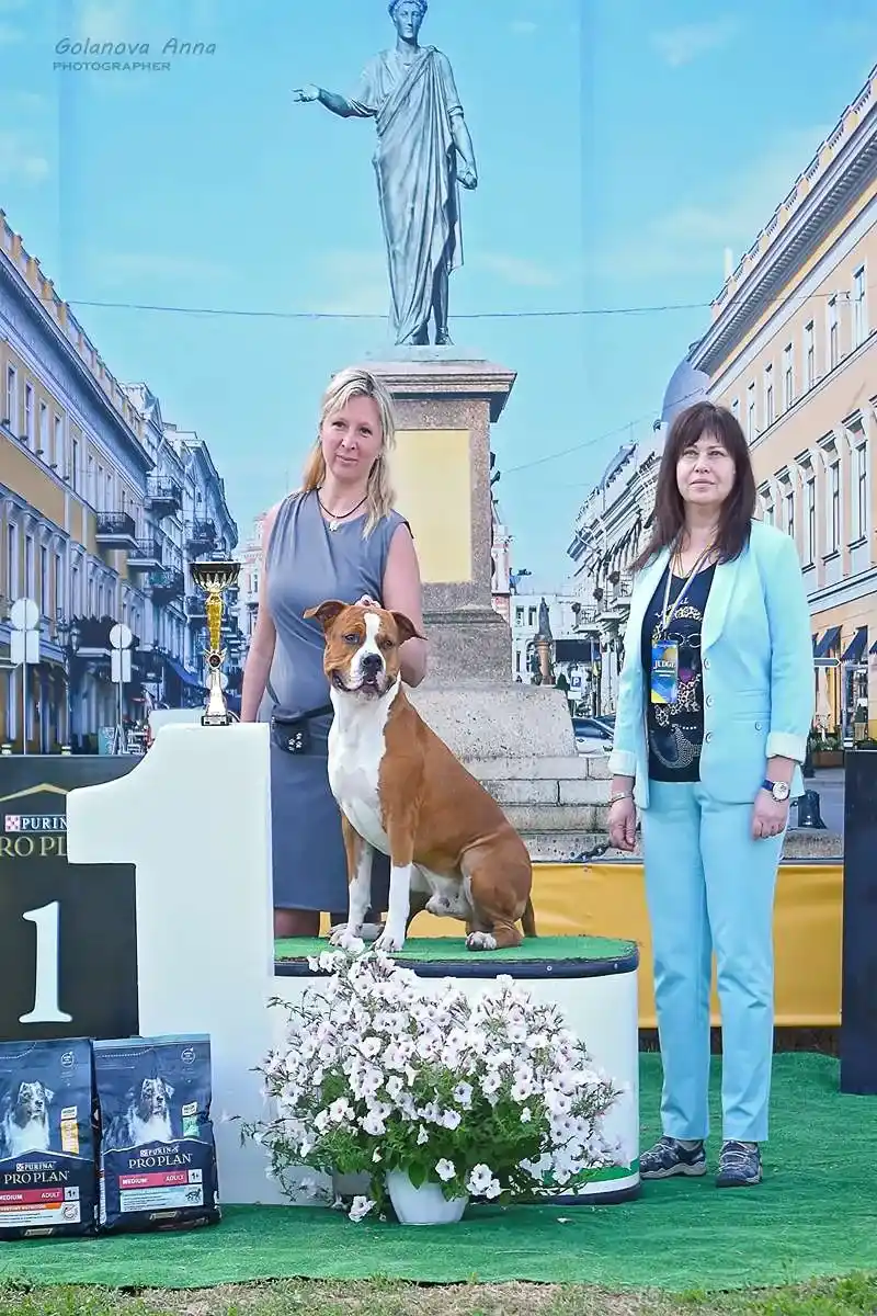 амстафф открыт для вязок осень 2025 фото 17