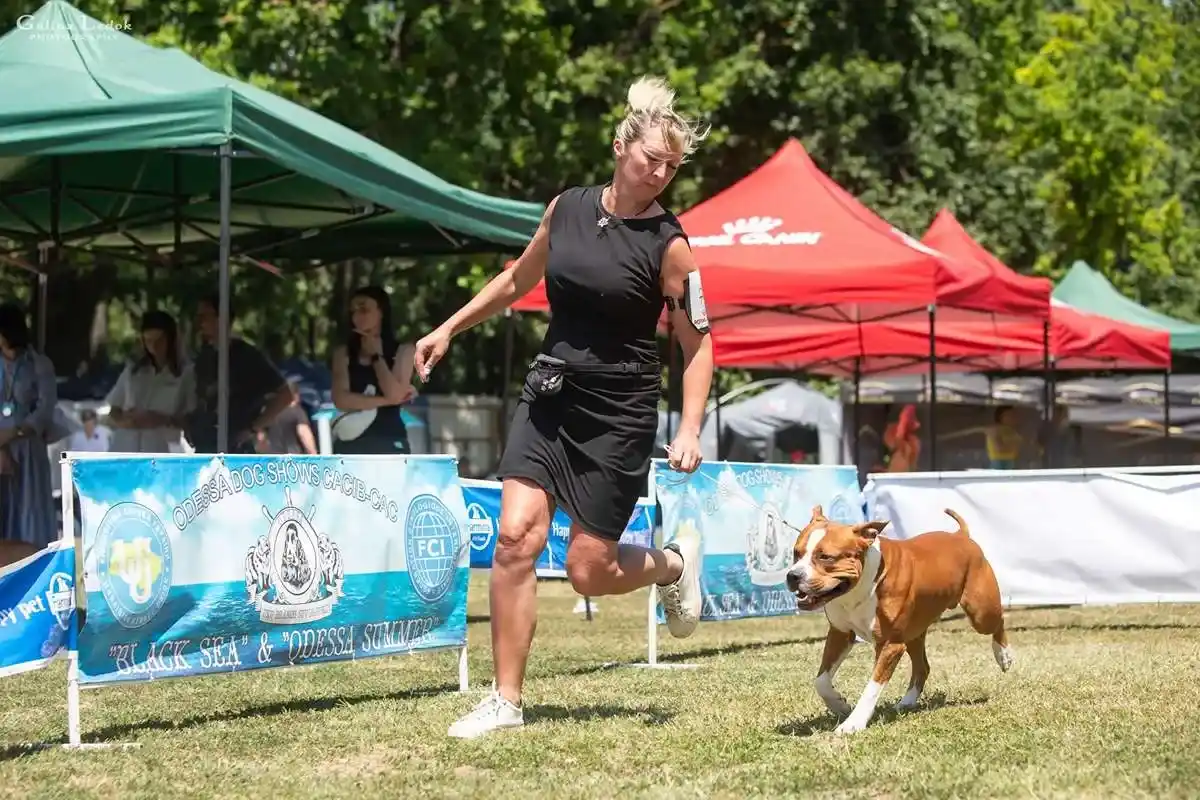 амстафф открыт для вязок осень 2025 фото 18