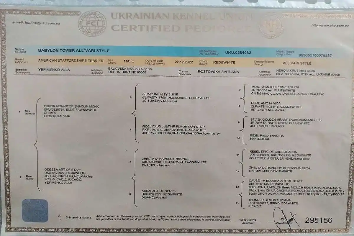 амстафф открыт для вязок осень 2025 фото 19