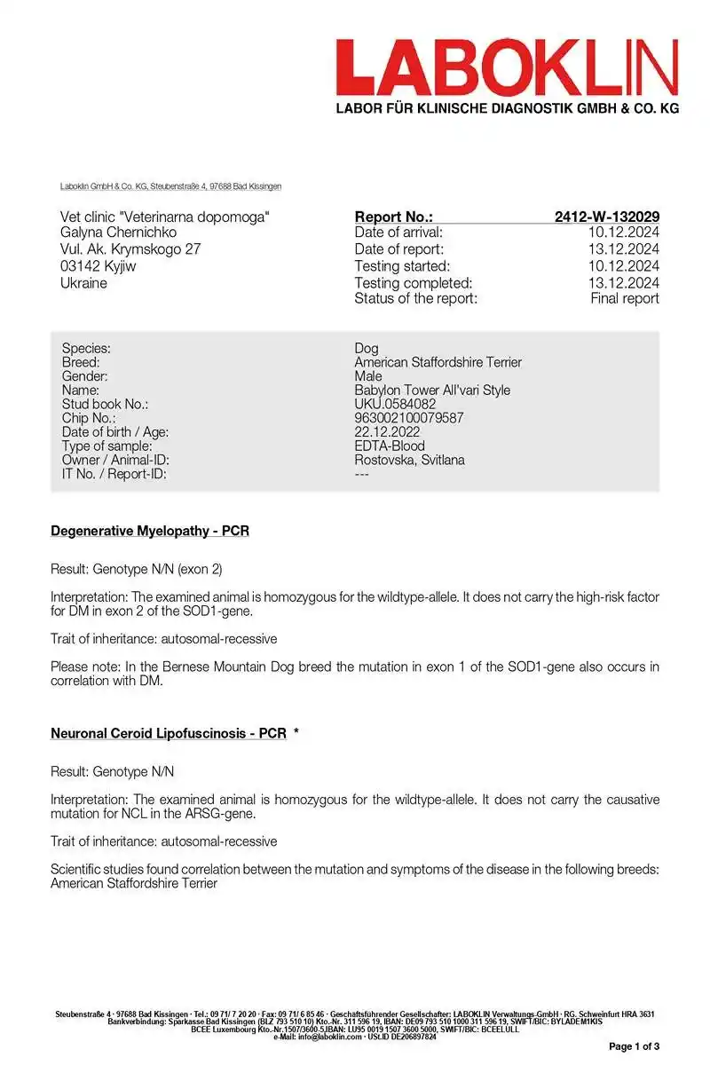 амстафф открыт для вязок осень 2025 фото 20