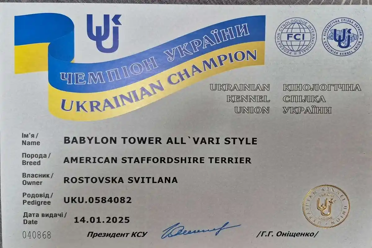 амстафф открыт для вязок осень 2025 фото 3