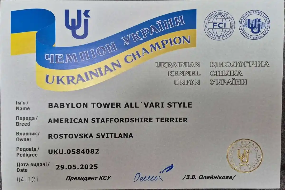 амстафф открыт для вязок осень 2025 фото 4