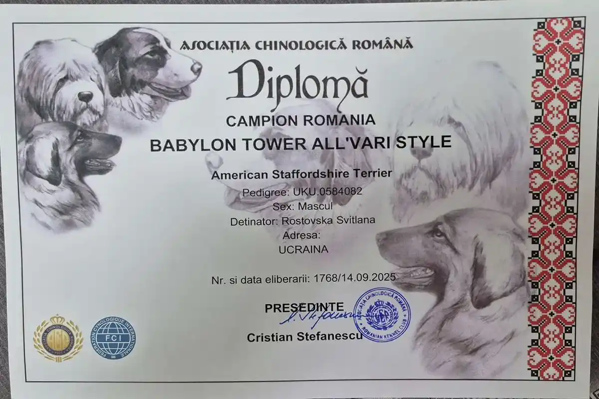 амстафф открыт для вязок осень 2025 фото 6