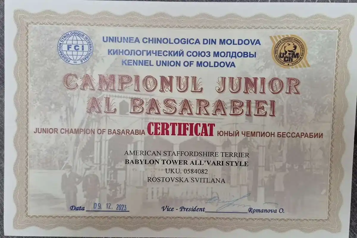 амстафф открыт для вязок осень 2025 фото 7