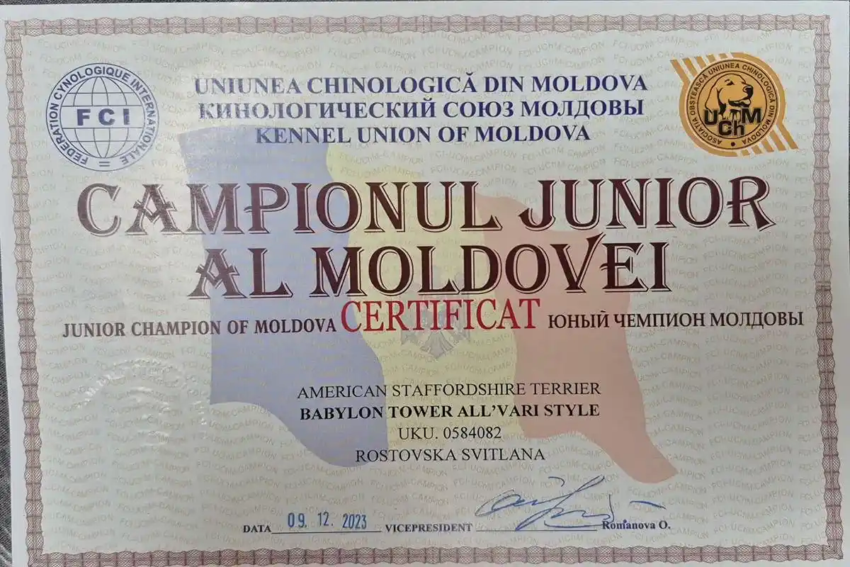 амстафф открыт для вязок осень 2025 фото 8