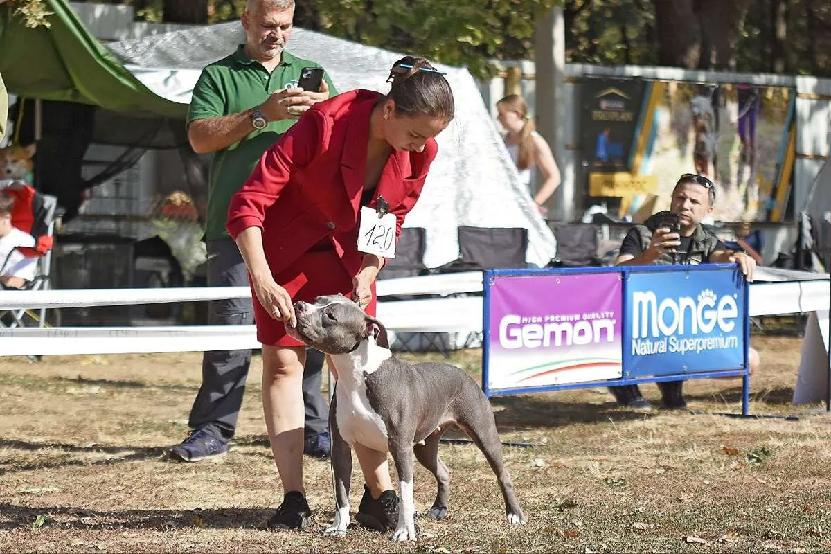 Американский Стаффордширский Терьер Tip Тop foto 15