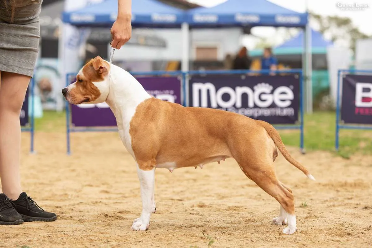 Амстафф Naomi-foto-19