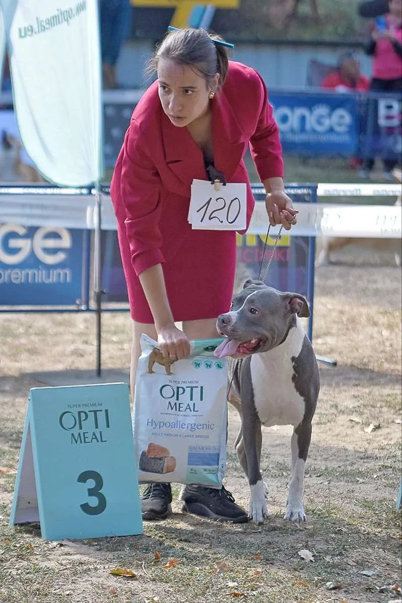 Американский Стаффордширский Терьер Tip Тop foto 16