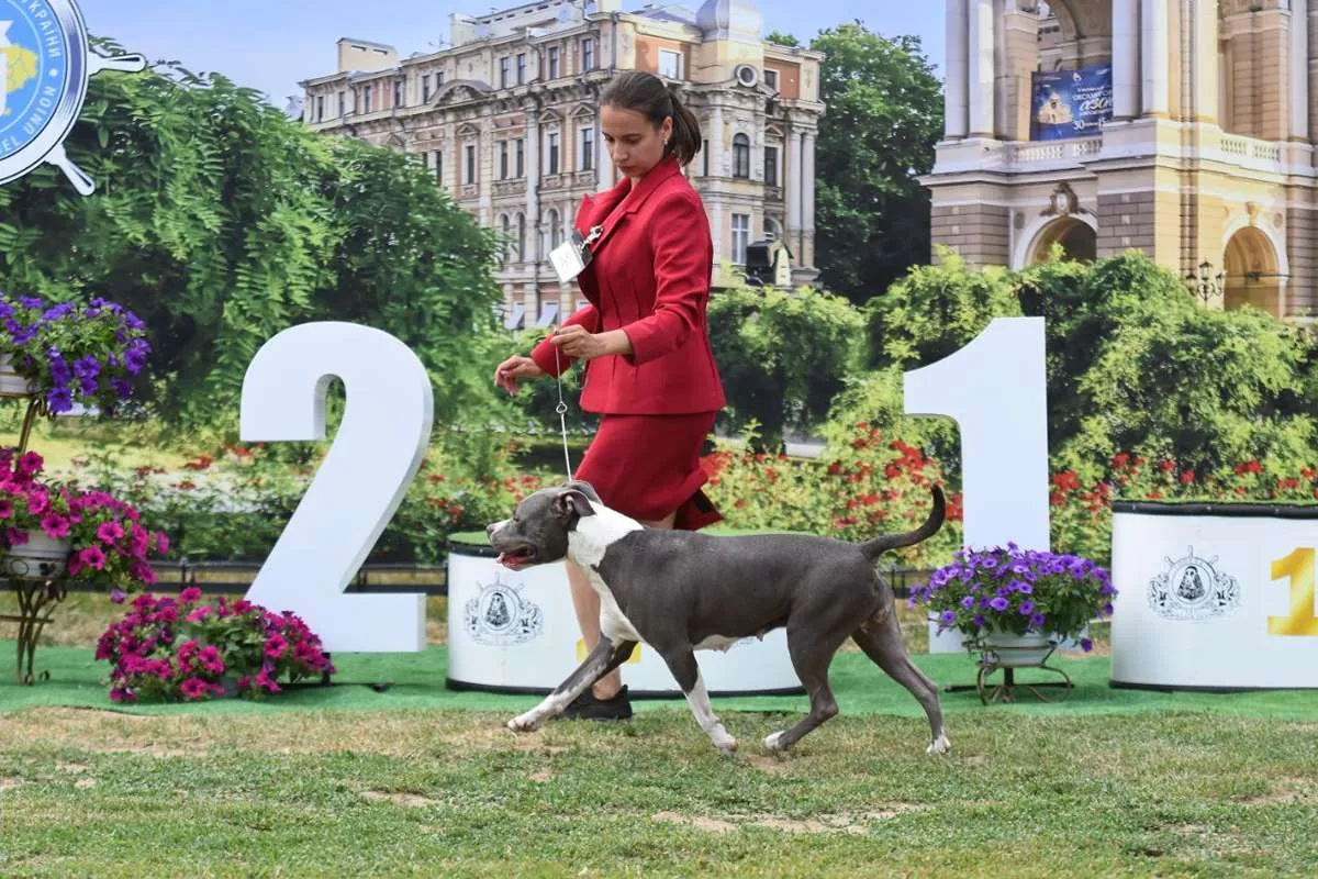 Американский Стаффордширский Терьер Tip Тop foto 17