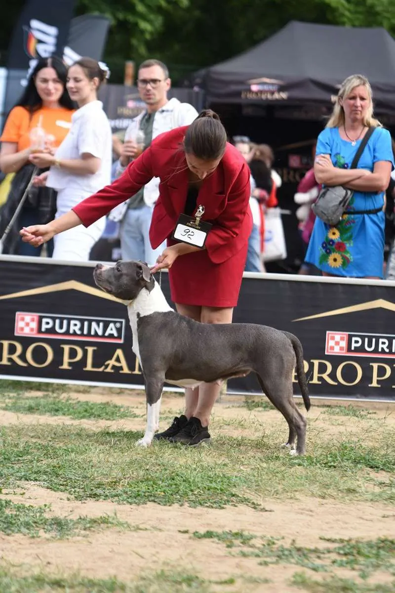 Американский Стаффордширский Терьер Tip Тop foto 18