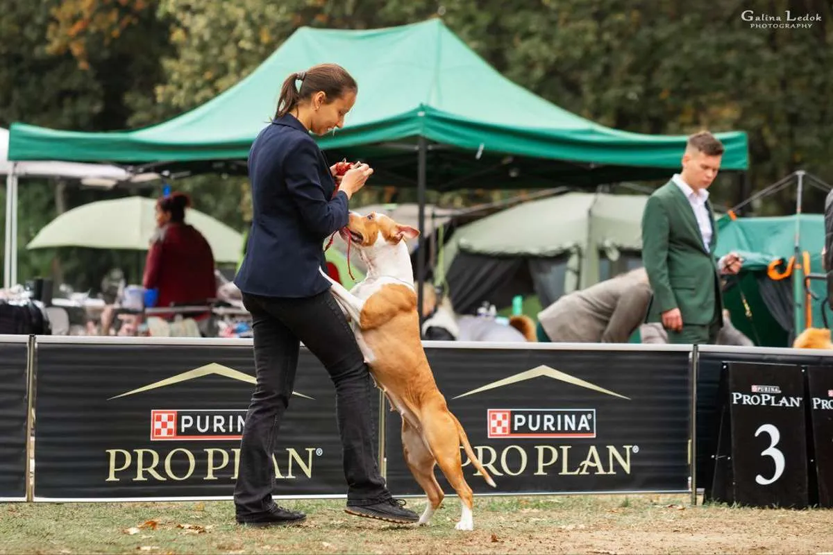 Амстафф Naomi-foto-15