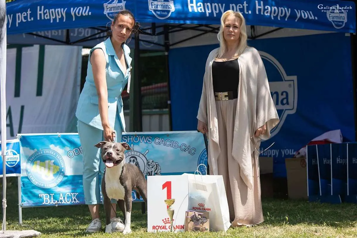 Американский Стаффордширский Терьер Tip Тop foto 13