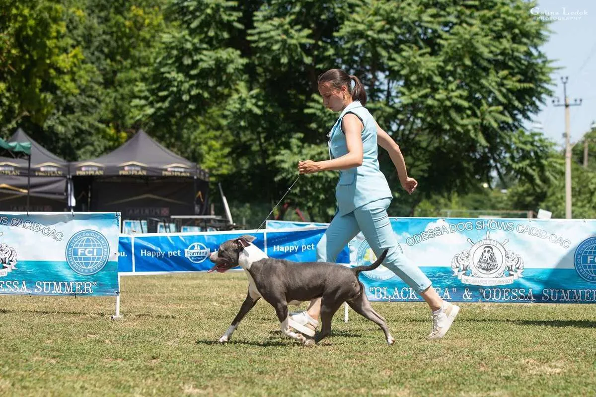 Американский Стаффордширский Терьер Tip Тop foto 14