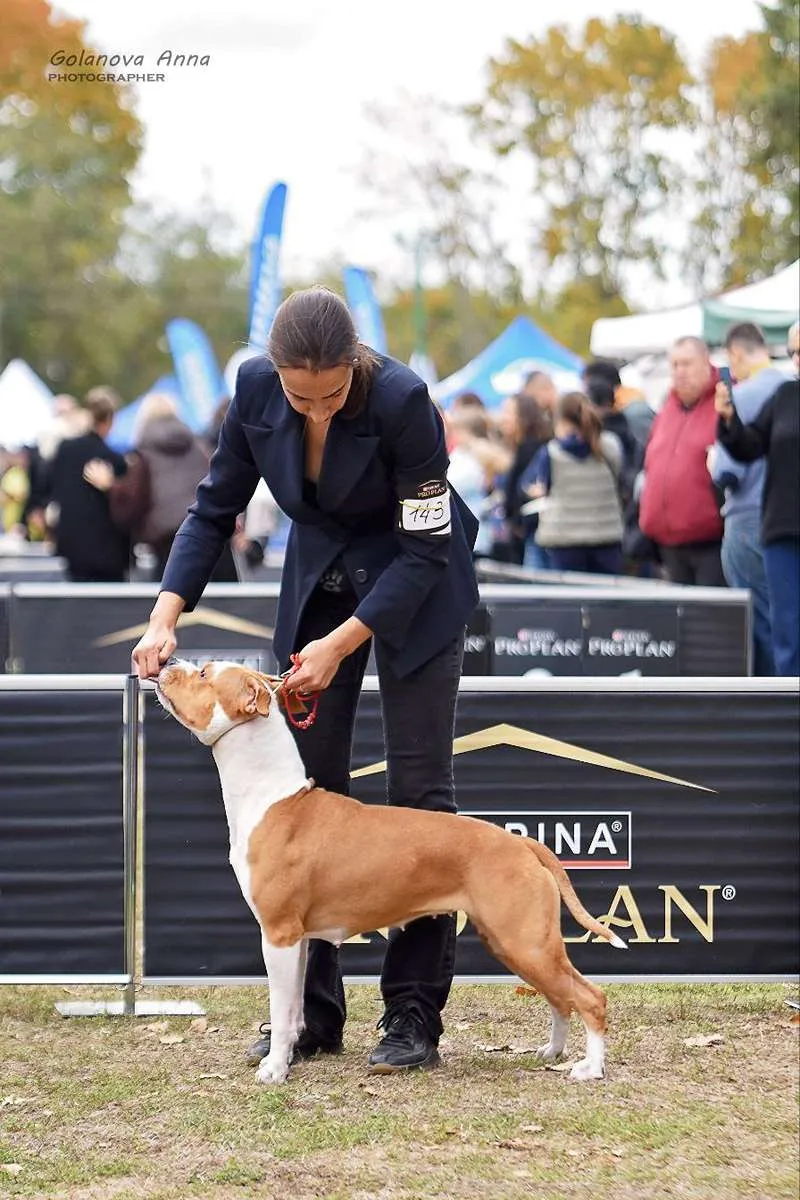 Амстафф Naomi-foto-13