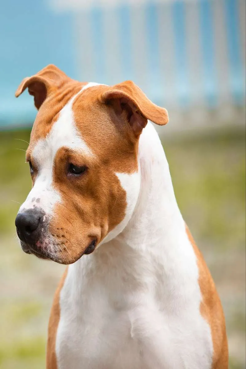 Амстафф Naomi-foto-12